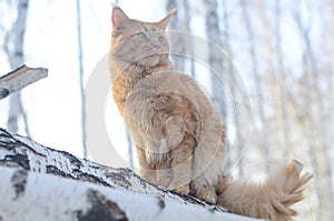 the red maine-coon cat outside