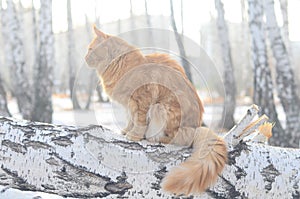 the red maine-coon cat outside