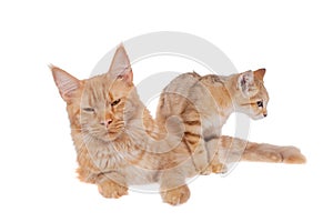 Red Maine Coon cat with Sand dune cat isolated on white