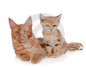 Red Maine Coon cat with Sand dune cat isolated on white