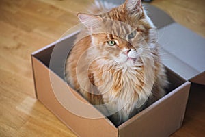A red Maine Coon cat sitting in a cardboard box and looking at the camera