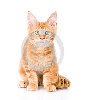 red maine coon cat sitting in front view. isolated on white