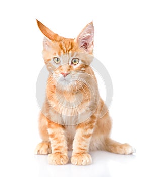 Red maine coon cat sitting in front view. isolated on white