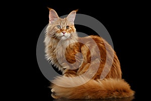 Red Maine Coon Cat Sitting with Furry Tail Isolated Black