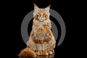 Red Maine Coon Cat Sitting with Furry Tail Isolated Black