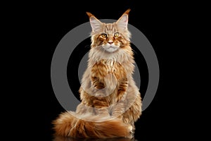 Red Maine Coon Cat Sitting with Furry Tail Isolated Black photo