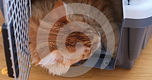 A red Maine coon cat sleeping in a cat carrier.