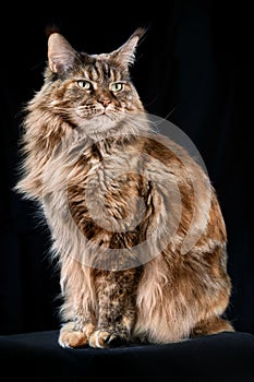 Red Maine Coon cat. Studio portrait large cat with Large Ears and Furry Tail Isolated on black background.