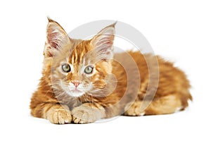 Red maine coon kitten, isolated