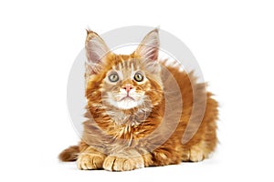 Red maine coon kitten, isolated