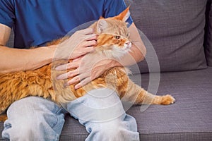 Red Maine Coon Kitten sitting on man`s lap