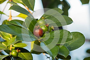 Red Malaysian Guava Psidium Guajava photo