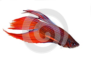 Red male betta splendens Siamese fighting aquarium fish