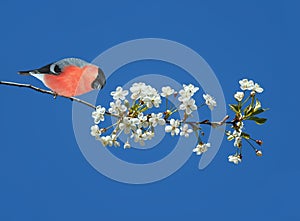 red male bullfinch bird sits on a cherry branch with white flowers in may Sunny garden