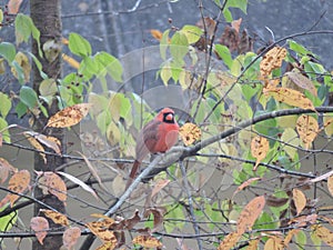 Red male cardinal
