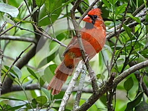 Red Male Cardinal Bird