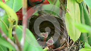 Red male cardinal bird feeding baby birds in a birds nest