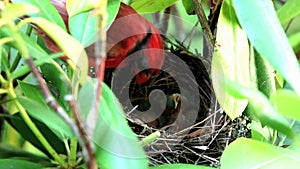 Red male cardinal feeding bird chicks in the birds nest