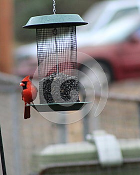 Red male cardinal feeding on black oiler sunflower seeds