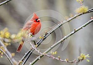 A red male Cardinal sits on a branch.