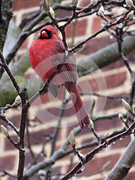 Red Male Cardinal Waiting for Spring in February