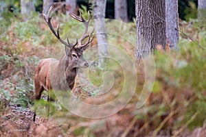 Red male deer with antlers, photographed in rutting season in a forest near Lyndhurst, New Forest, Hampshire UK.