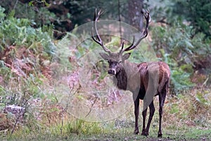 Red male deer with antlers, photographed in rutting season in a forest near Lyndhurst, New Forest, Hampshire UK.