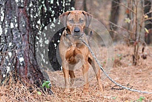 Red male hound mix dog outside on leash. Pet rescue adoption photography for humane society animal shelter photo