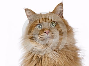 Red male Maine Coon cat portrait looking into the camera with green eyes
