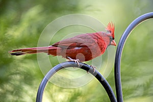 Red male Northern Cardinal Bird, Athens Georgia USA