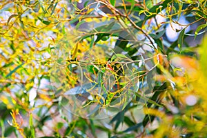 Red mallee plant