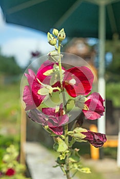 Red mallow flowers on rustical backround