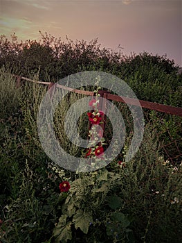 Red mallows, bushes and sunset sky