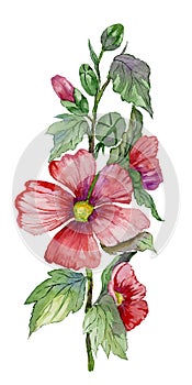 Red malva flowers on a stem with green leaves and buds. Fresh mallows isolated on white background. Watercolor painting.