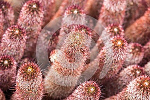 Red Mammillaria Elongata in Jardin de Cactus, Lanzarote