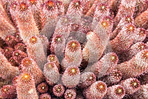 Red Mammillaria Elongata in Jardin de Cactus, Lanzarote