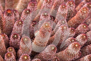 Red Mammillaria Elongata in Jardin de Cactus, Lanzarote