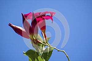 The red mandevilla attracts hummingbirds and insects searching for nectar