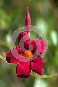 The red mandevilla is a deep dark color that is hard to resist by hummingbirds that see the color red better than any other shade