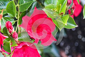 red Mandevilla laxa flower, commonly known as Chilean jasmine plant