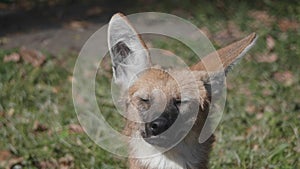 Red maned wolf in the captive animal