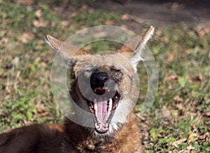 Red maned wolf in the captive animal