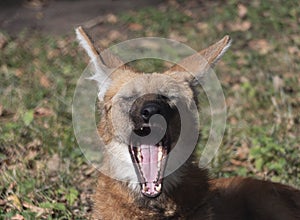 Red maned wolf in the captive animal portrait