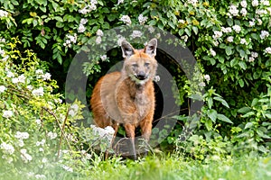 Red maned wolf standing in front of its shelter and watching out