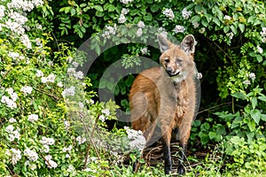 Red maned wolf standing in front of its shelter and watching out