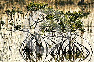 A Red Mangrove in Everglades National Park, Florida