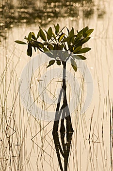 Red Mangrove in Everglades National Park, Florida
