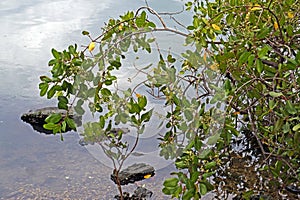 Red mangrove leaves, Rhizophora mangle, Rio