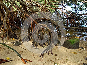 Red mangrove roots, Rhizophora mangle