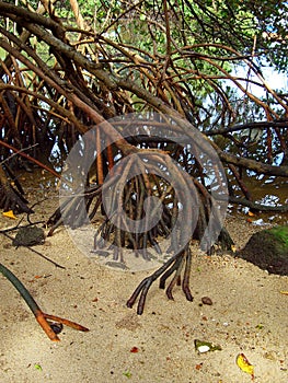 Red mangrove roots, Rhizophora mangle